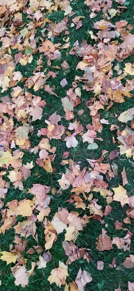 Gelbe Orangefarbene Und Rote Herbstblätter Auf Dem Boden Wunderschönen Herbstpark — Stockfoto