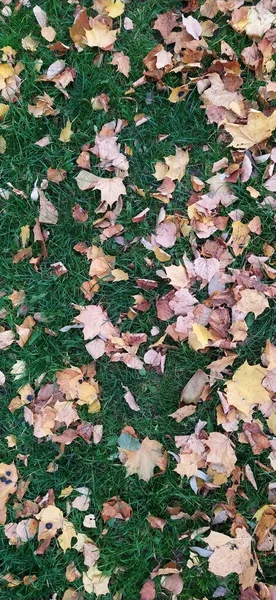 Gelbe Orangefarbene Und Rote Herbstblätter Auf Dem Boden Wunderschönen Herbstpark — Stockfoto