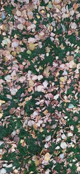 Autumn Natural Background Stones Leaves Filmed Phone — Stock Photo, Image