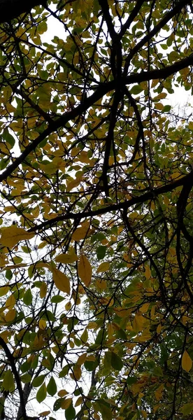 Efterårstræer Skoven Udsigt Himlen - Stock-foto