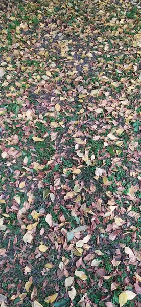 Abstrakte Herbst Hintergrund Foto Blätter Auf Gras — Stockfoto