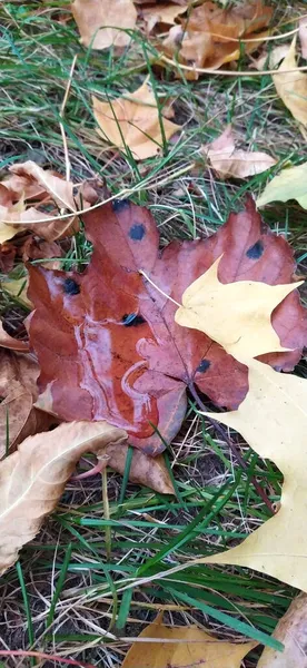 Gelbe Orangefarbene Und Rote Herbstblätter Auf Dem Boden Wunderschönen Herbstpark — Stockfoto