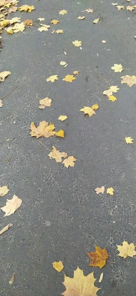 Colorful Fallen Maple Leaves Lay Wet Urban Asphalt Road Pavement — Stock Photo, Image