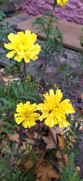 Field of yellow carnations. Outdoors. Horizontal format. Small depth of sharpness. Color. Photo.