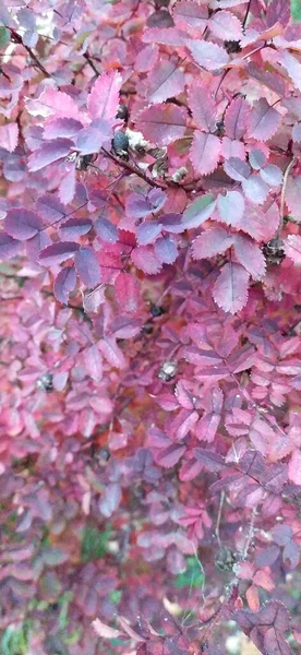 Barberry Autumn Bush Red Leaves Closeup — Stock Photo, Image