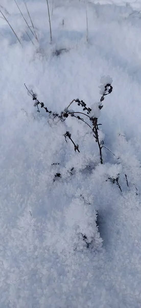 Zimowa Fotografia Trawa Pod Zaspy Śnieżne — Zdjęcie stockowe