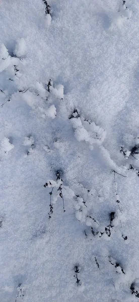 Vinterfotografering Gräs Snödriva Vintergrön Bush Tranbär Med Mogna Bärvintrar Snön — Stockfoto