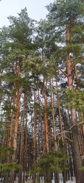여름의 소나무 아름다운 네이처 페이퍼 소나무의 나무들 숲에서 자라고 있습니다 — 스톡 사진