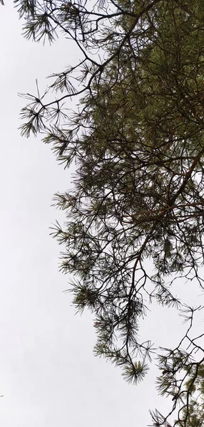 Karlı çam ağaçlarının dalları. Kırsal kesimde sabah. Fotoğraf.