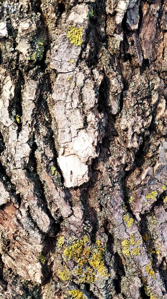 Macrophotography Bark Pine Overgrown Moss Lichen Powdered Snow — Stock Photo, Image