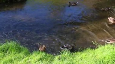 Ördekler nehirde yer.