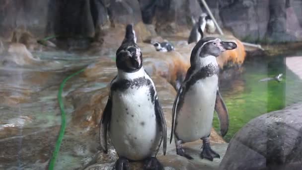 Pinguïns Ontlasten Één Voor Één — Stockvideo