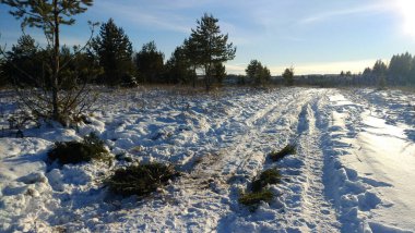 Ormandaki güzel Rus kışı