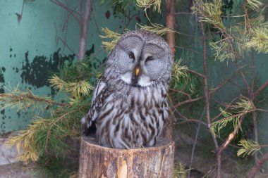 Bir ağaç kütüğünde oturan meraklı baykuş