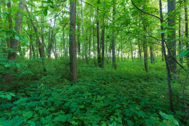 Açık yeşil ağaçlı bir orman, güneş uzaktan parlıyor, bitkiler dünyayı genişletiyor.