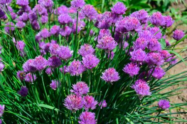 Yazın bahçede leylak renkli bir çiçek çalısı