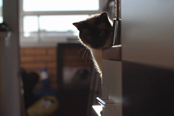 Gato Está Mirando Desde Esquina Sobre Fondo Borroso Del Apartamento —  Fotos de Stock