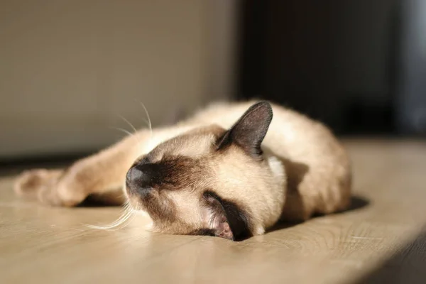 Gato Tailandés Está Acostado Suelo Del Apartamento Tomando Sol Fotos De Stock Sin Royalties Gratis