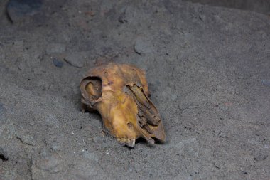 Bir mağarada sarı hayvan kafatası