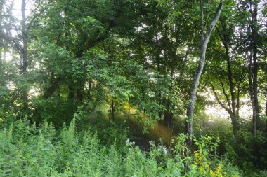 Güneş ışınları yazın şafak vakti ağaçların arasından geçer.