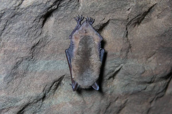 Chauves Souris Moelleuses Dormant Dans Une Grotte — Photo