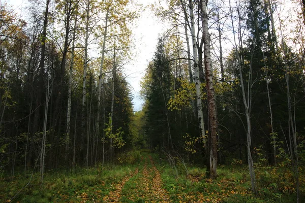 Forêt Automne Avec Feuillage Jaune — Photo