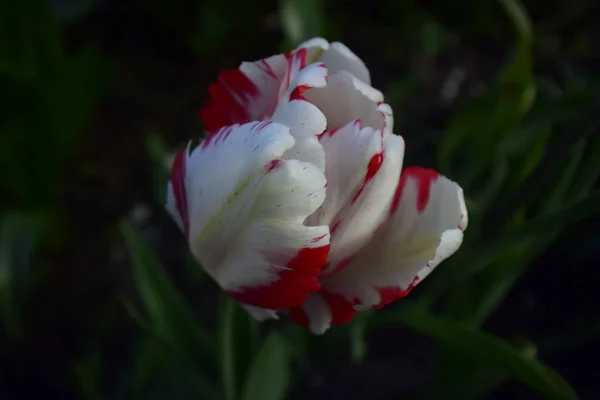 Geopende Witte Rode Tulp Een Achtergrond Van Donker Gras — Stockfoto