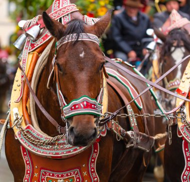 Almanya, Münih 18 Eylül 2022 Trachten- und Schtzenzug Ekim Festivali 2022 Covid-19 iki yıl sonra Münih, Almanya 'da durakladı. 