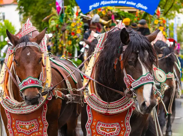 Almanya, Münih 18 Eylül 2022 Trachten- und Schtzenzug Ekim Festivali 2022 Covid-19 iki yıl sonra Münih, Almanya 'da durakladı. 