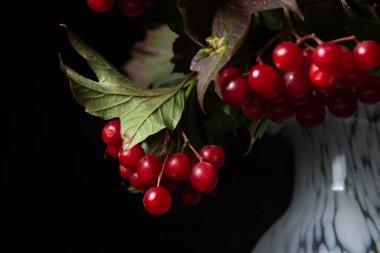Siyah arka planda Red Rowan çilekleri. Böğürtlen sağlığa iyi gelir..