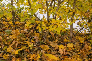 Sonbahar yaprakları kapanıyor. Sonbaharda doğa. Ilık sonbahar günü