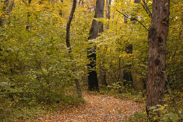 Kavicsos Őszi Erdőben Tele Van Sárga Levelekkel Természet Ősszel Meleg — Stock Fotó