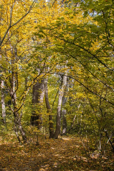 Гравійна Дорога Осінньому Лісі Дорога Покрита Жовтим Листям Природа Восени — стокове фото