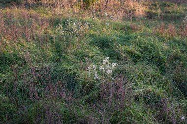 Sonbahar otlağındaki renkli otlar. Görüntü için arka plan olarak çim