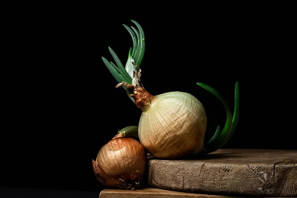 Onion Black Background Onions Young Feathers Sprouted Onion — Stock Photo, Image