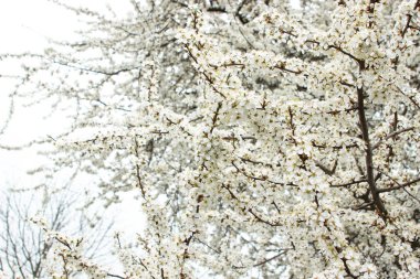 Kiraz çiçeği dalları. Çiçek açan ağaç. beyaz kiraz ağacı çiçekleri