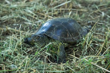Kaplumbağa doğada çimlerin üzerinde yürüyor. Doğayı yaşa. Kuru çimlerde kaplumbağa.
