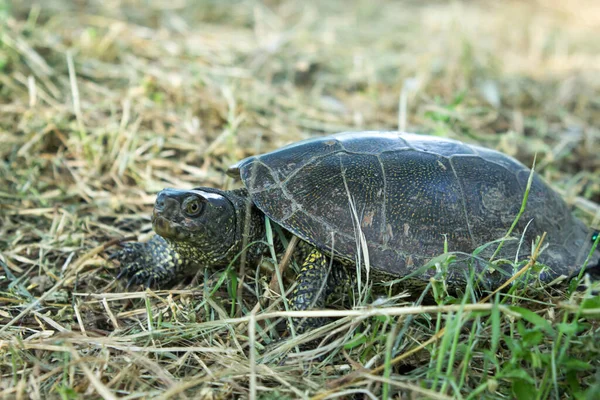 Черепаха Ходит Траве Природе Живая Природа Черепаха Сухой Траве — стоковое фото