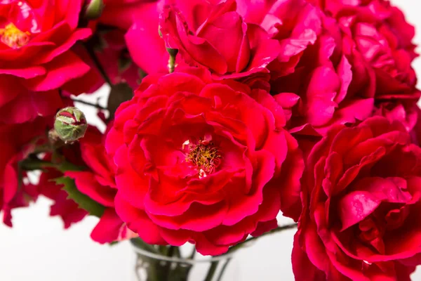 Roses Rouges Sur Fond Blanc Bouquet Roses Rouges Belles Fleurs — Photo