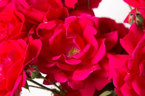Červené Růže Bílém Pozadí Kytice Rudých Růží Krásné Květiny — Stock fotografie