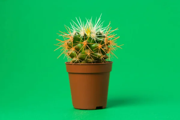 Small cactus in a pot on a green background. Home plant