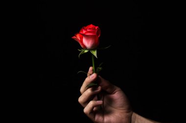 Siyah arka planda kırmızı bir gül tutan bir el. Güzel bir çiçek. gül çeşidi