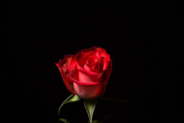 Siyah arka planda kırmızı bir gül. Güzel bir çiçek. gül çeşidi