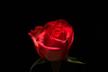 Siyah arka planda kırmızı bir gül. Güzel bir çiçek. gül çeşidi