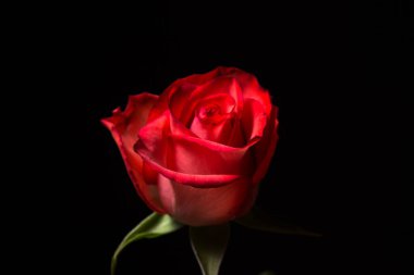 Siyah arka planda kırmızı bir gül. Güzel bir çiçek. gül çeşidi