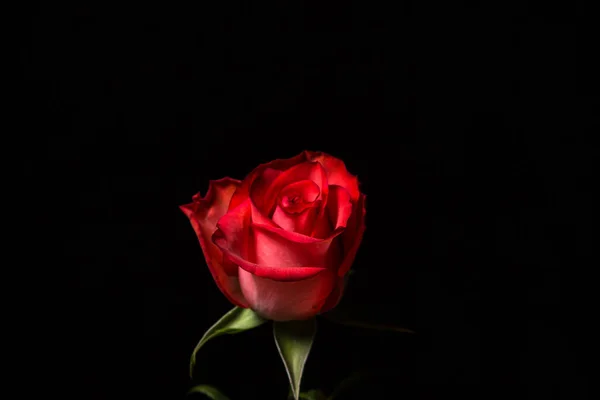 Rose Écarlate Sur Fond Noir Une Belle Fleur Variété Rose — Photo