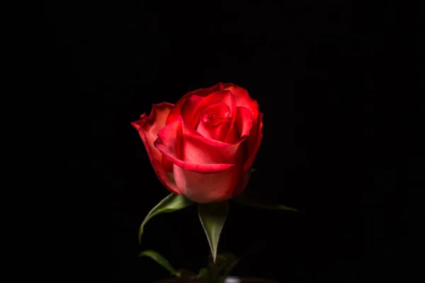 Rose Écarlate Sur Fond Noir Une Belle Fleur Variété Rose — Photo