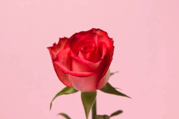 Rose Écarlate Sur Fond Rose Une Belle Fleur Variété Rose — Photo