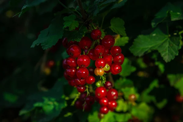 Grosella Roja Arbusto Bayas Maduras Frescas Bayas Comestibles — Foto de Stock