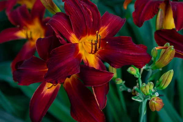 庭の赤いユリ 美しい庭の花 ユリ品種 — ストック写真